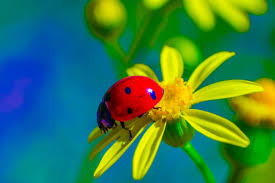 Ladybug on Yellow Flower 